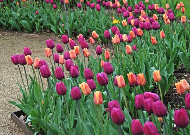 quand planter les tulipes en pleine terre connaître détails spécifiques