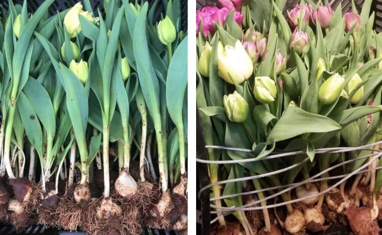 quand planter les tulipes en pleine terre hausse légère températures nocturnes moyennes