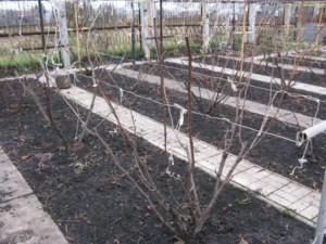 quand planter un pied de vigne espacer plante créer rang