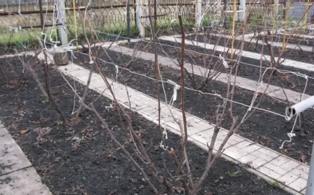 quand planter un pied de vigne espacer plante créer rang