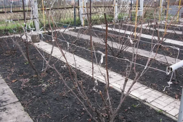 quand planter un pied de vigne espacer plante créer rang