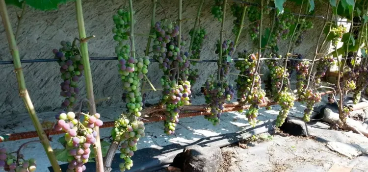 quand planter un pied de vigne riche récolte trois ans après