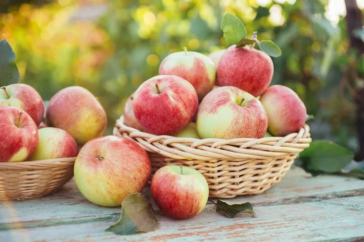 snacks sains à privilégier en automne manger des pommes rester en bonne santé