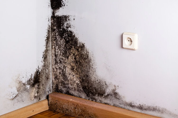 Pourquoi la moisissure est-elle dangereuse moisissure noire coin du mur