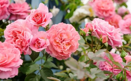 comment couper tailler ses rosiers automne hiver 2021