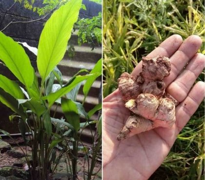 comment cultiver du gingembre en France cultiver intérieur pot profond plastique