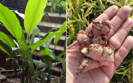 comment cultiver du gingembre en France cultiver intérieur pot profond plastique