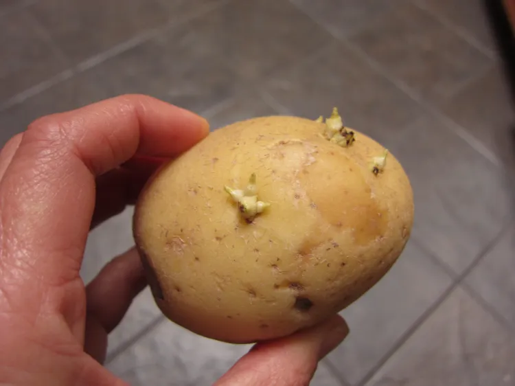 comment empêcher les pommes de terre de germer conseils pratiques astuces