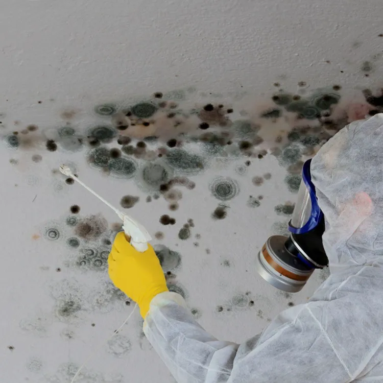 comment enlever la moisissure sur les murs en plâtre
