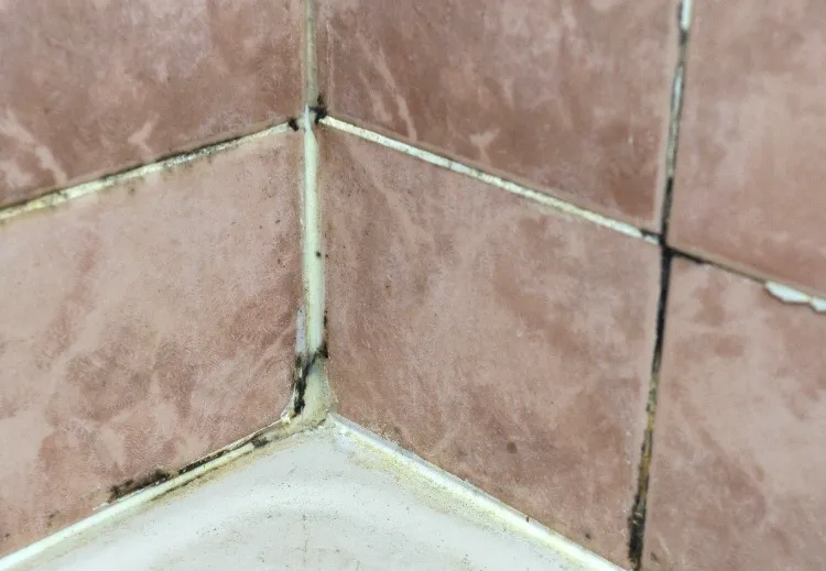 comment nettoyer joints de ceramique dans une douche