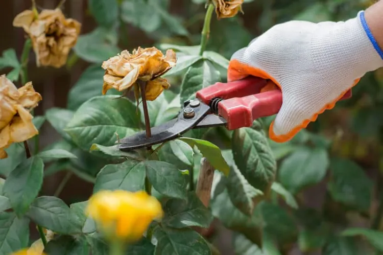 conseils pratiques pour tailler ses rosiers avant l'hiver automne septembre printemps