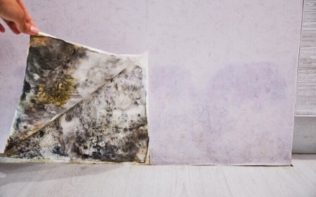 développement de moisissures sous le papier peint quels risques pour la santé