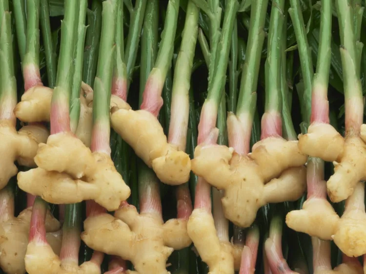 faire pousser du gingembre en France commencer acheter racines épicerie