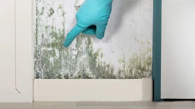 moisissure verte mur risques problèmes respiratoires