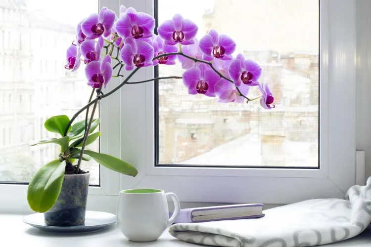 plantes pour lutter contre l’humidité comment entretenir orchidée exotique