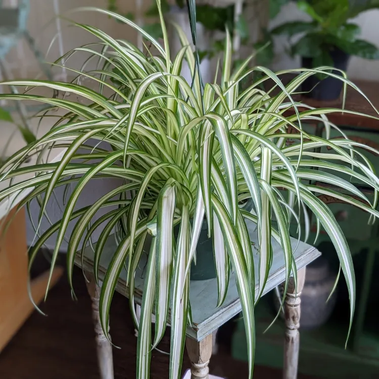 plantes pour lutter contre l’humidité plante araignée retombante lutter humidité