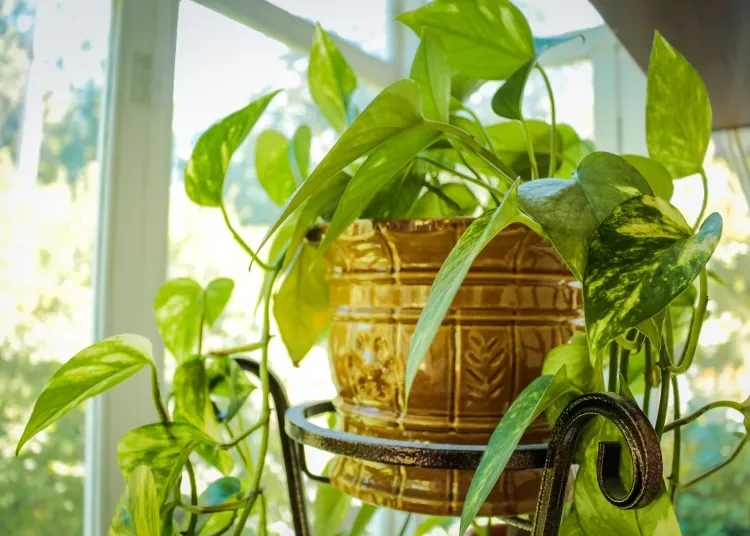 plantes qui débarrassent humidité dans la maison absorber eau double objectif