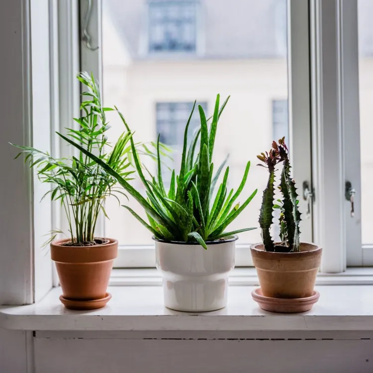 plantes qui débarrassent humidité dans la maison esthétique efficace pratique