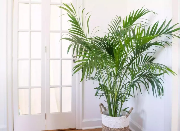 plantes qui débarrassent humidité dans la maison palmier roseau survivre faible luminosité