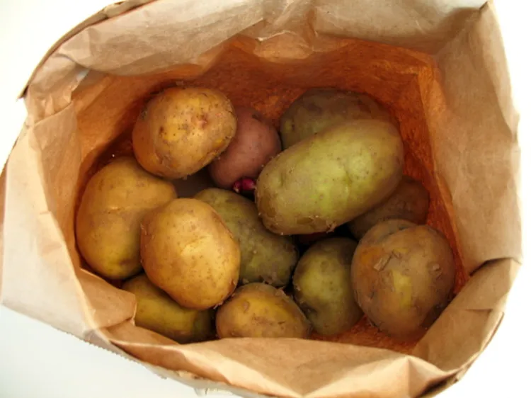 sac papier pommes de terre devenues vertes lumière production solanine toxique