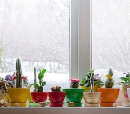 arrosage des plantes en hiver