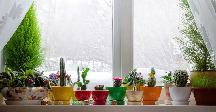 arrosage des plantes en hiver