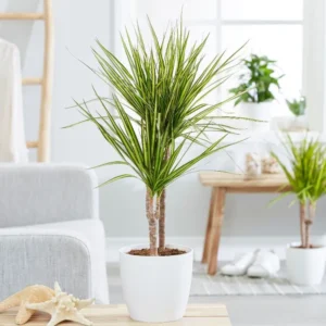 arrosage dragonnier de Madagascar en pot entretien Dracaena Marginata
