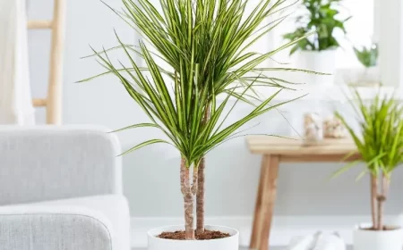 arrosage dragonnier de Madagascar en pot entretien Dracaena Marginata