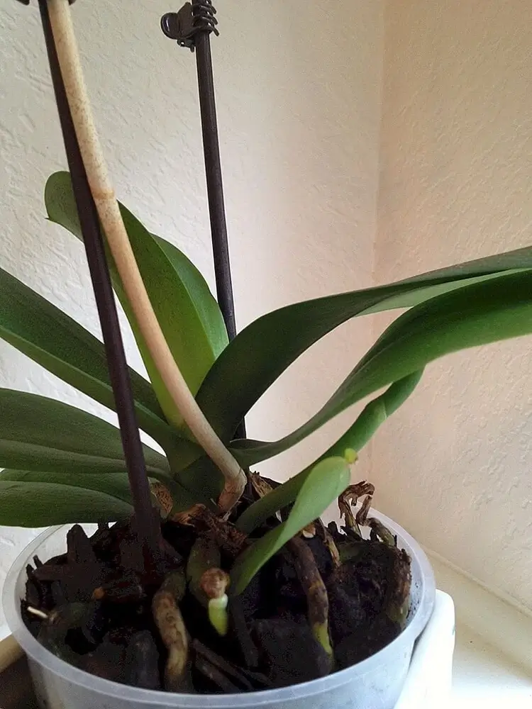 arrosage excessif et pourriture des racines cause principale de la mort des orchidées