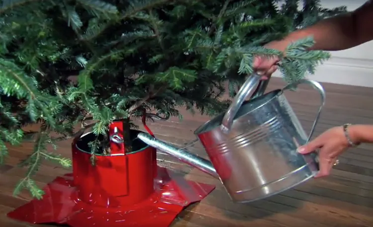 arroser son sapin de Noel coupé pour bien le conserver