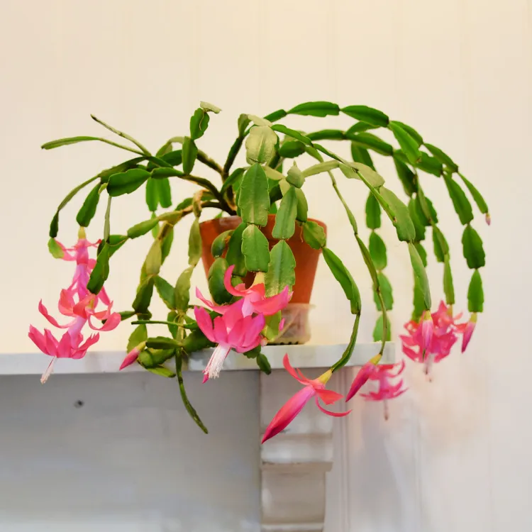 cactus de noël plante grasse intérieur pot entretien arrosage bouture floraison rempotage bouture entretien