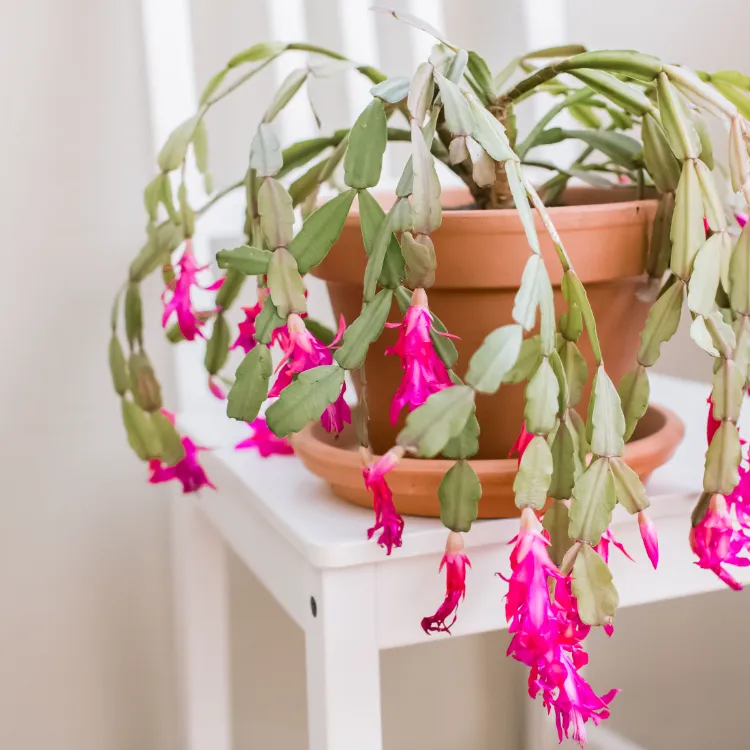 cactus de noël plante grasse intérieur pot entretien arrosage bouture floraison