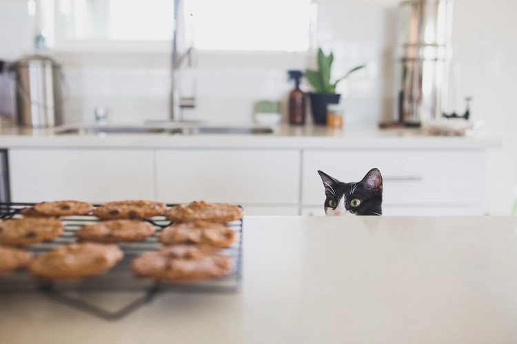 Chat veut choper des cookies sur le comptoir