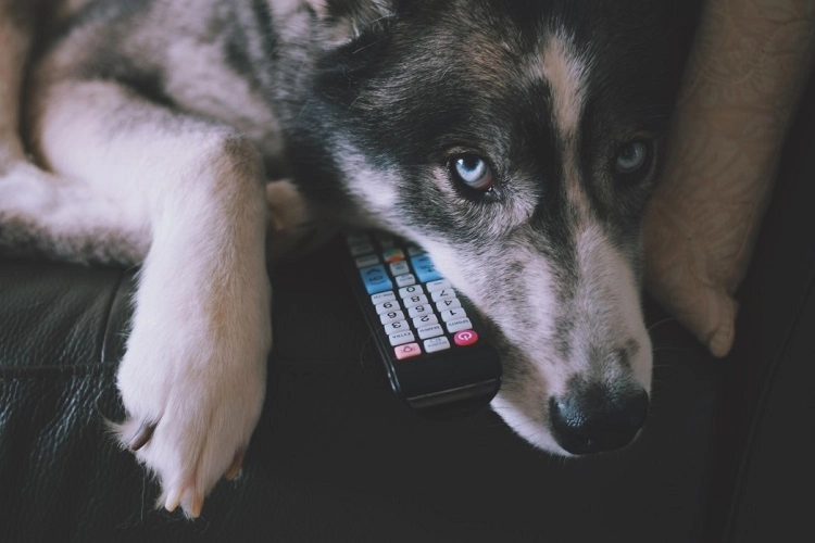 chien prend la telecommande