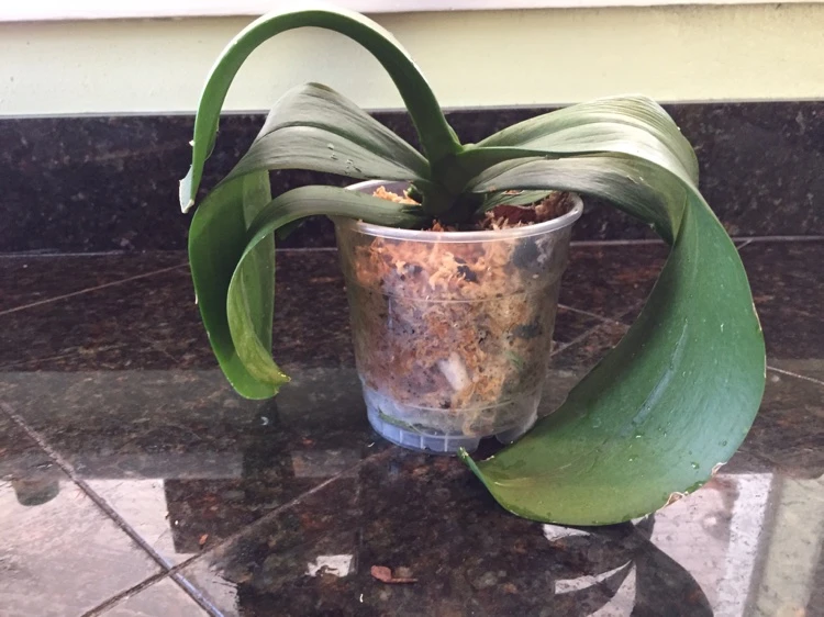 comment arroser une orchidée pour éviter la sécheresse des racines et des feuilles
