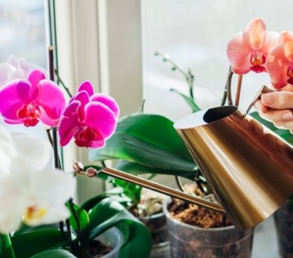comment faire revivre une orchidée