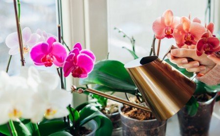 comment faire revivre une orchidée