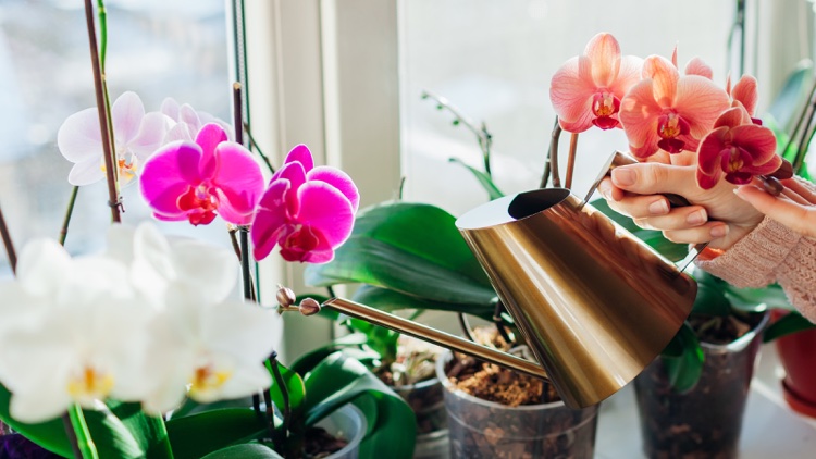 comment faire revivre une orchidée