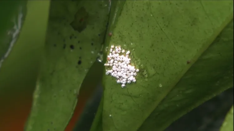 comment éliminer les cochenilles à carapace naturellement et efficacement