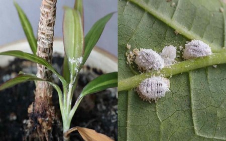 comment éliminer les cochinelles naturellement astuces de grand mère plantes intérieures