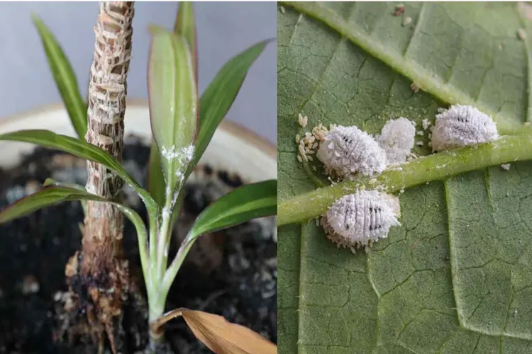 comment enlever la cochenille des plantes d'intérieur orchidee ficus hortensia cactus de noel