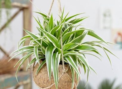 comment entretenir la plante araignée en intérieur conseils