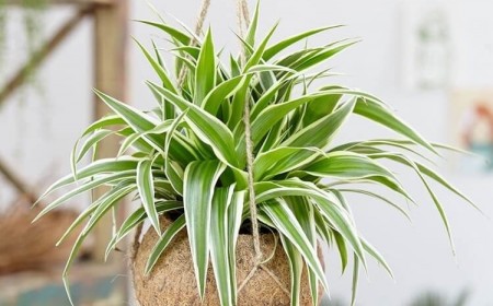 comment entretenir la plante araignée en intérieur conseils