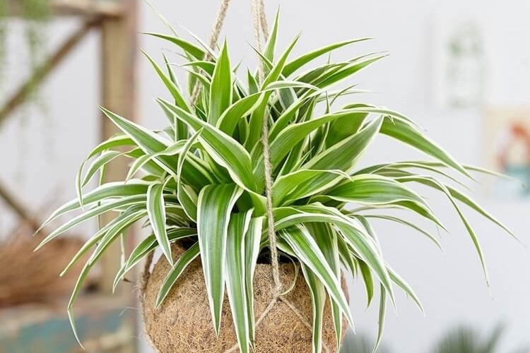 comment entretenir la plante araignée en intérieur conseils