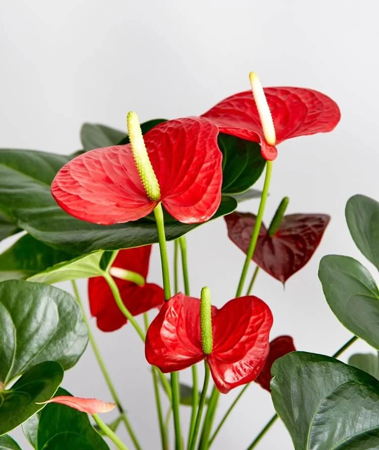 comment entretenir un anthurium andreanum rouge conseils utiles