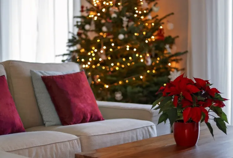 comment faire refleurir un poinsettia instructions à suivre à travers les saisons étoile de Noël décoration festive