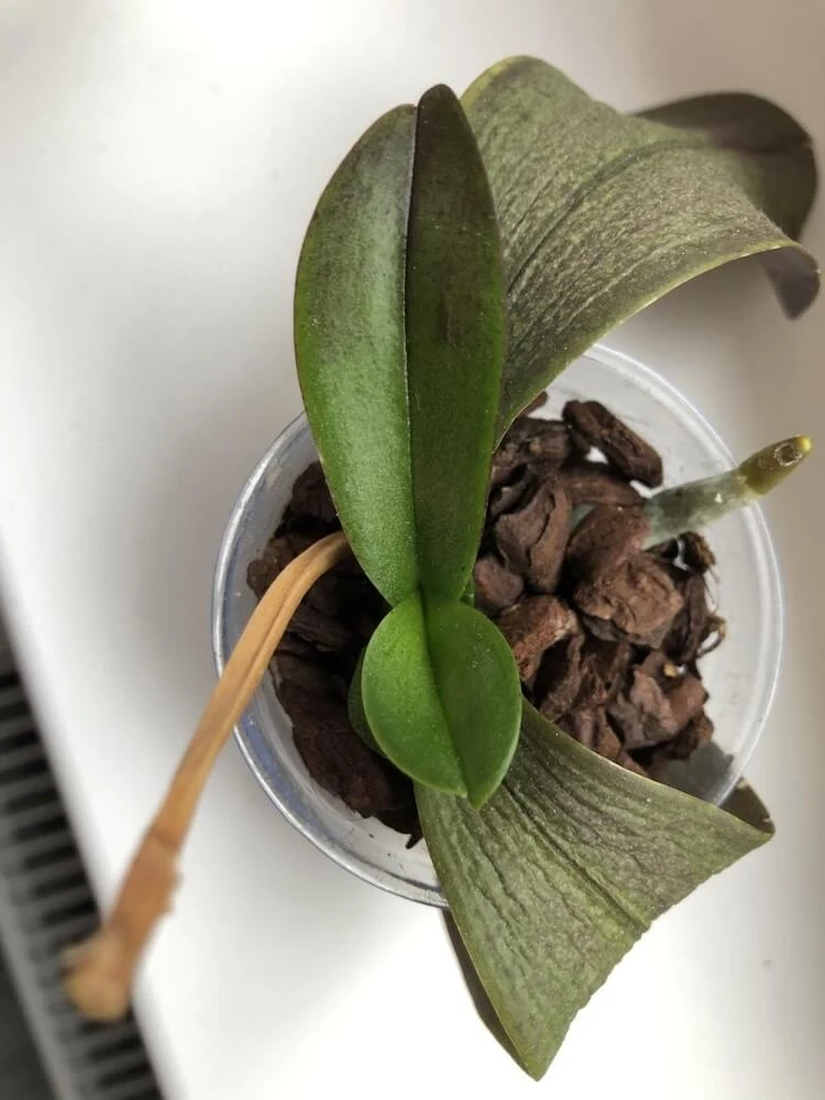 comment faire revivre une orchidée mourante de sécheresse feuilles molles qui tombent vers le bas