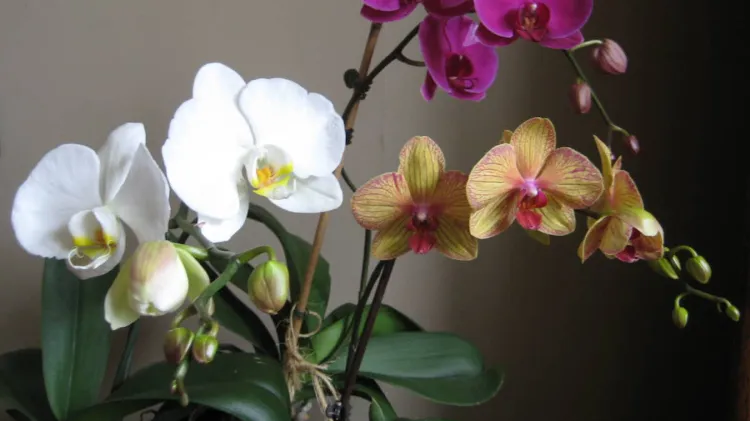 comment multiplier des orchidées phalaenopsis aphrodite
