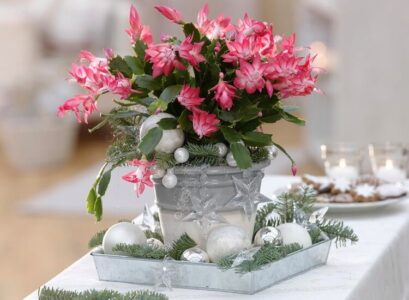 comment nourrir le Schlumbergera cactus Noel pour stimuler la floraison