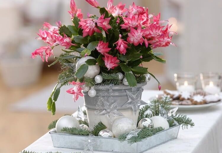 comment nourrir le Schlumbergera cactus Noel pour stimuler la floraison